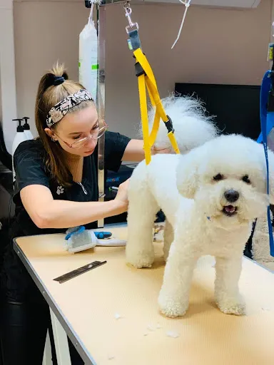 PieSzczotka - Groomer, Psi fryzjer Głogów